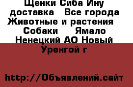 Щенки Сиба Ину доставка - Все города Животные и растения » Собаки   . Ямало-Ненецкий АО,Новый Уренгой г.